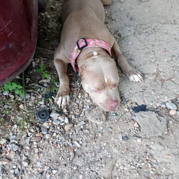 Meet your Posher, Dionell - Picture 1 of 1